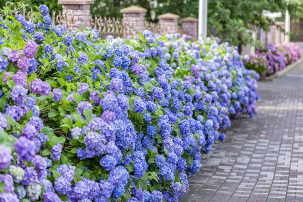 Hydrangea Landscaping in Huntsville