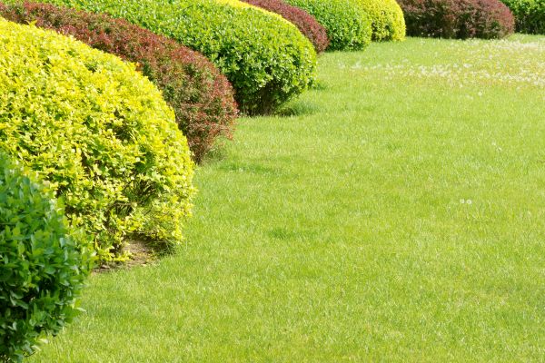 Shrubbery Planting in Huntsville
