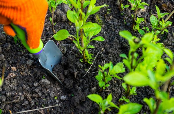 Hydrangea Planting in Huntsville