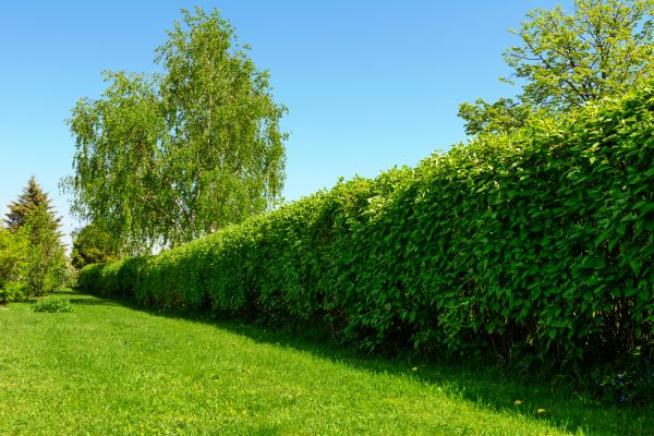 Hedge Replacement in Huntsville