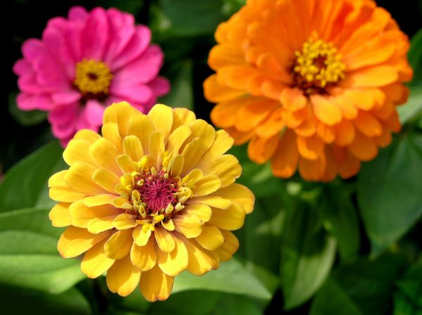 Zinnia Planting in Huntsville