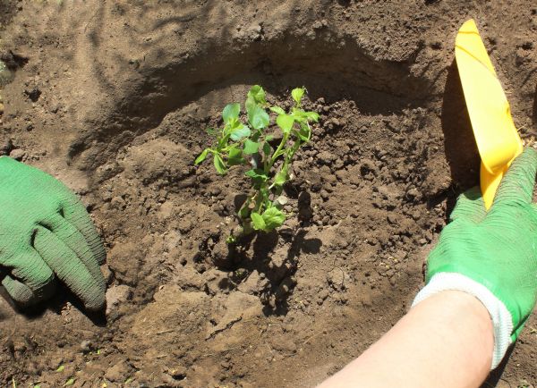 Rose Bush Planting in Huntsville