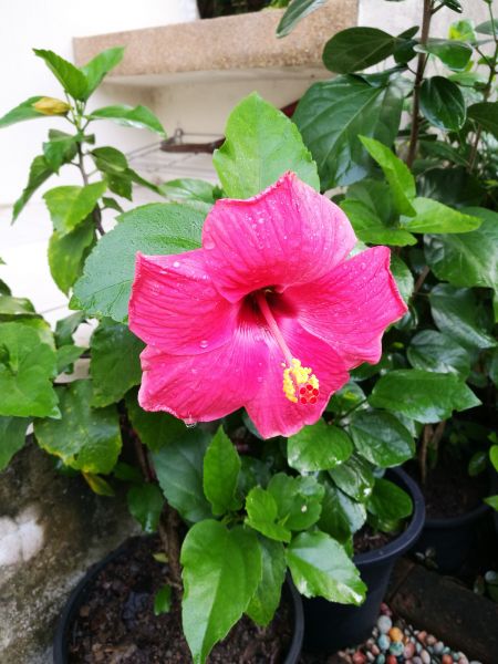 Hibiscus Planting in Huntsville