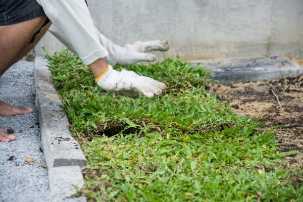 Ground Cover Planting in Huntsville