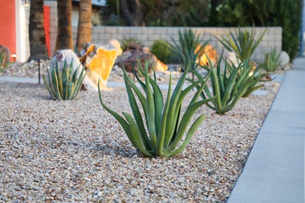 Drought Resistant Landscaping in Huntsville
