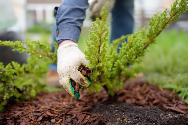 Church Mulching in Huntsville