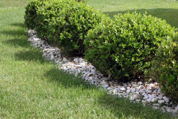 Boxwood Planting in Huntsville