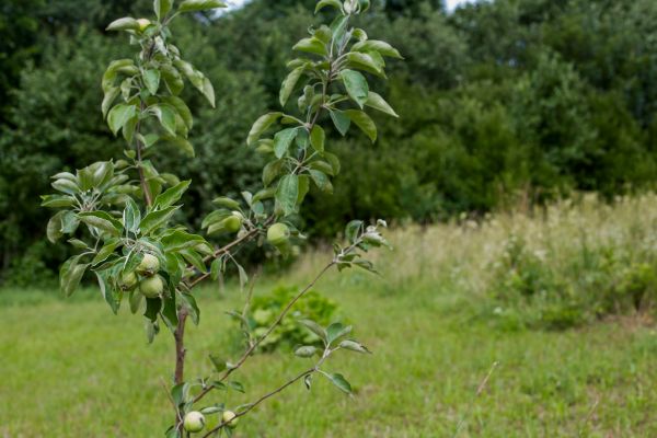 Apple Tree Planting in Huntsville
