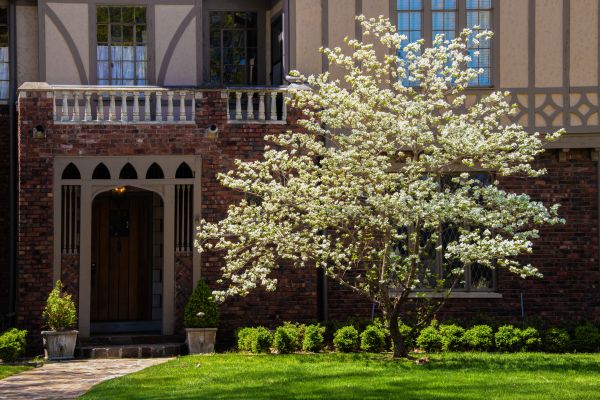 Dogwood Tree Planting in Huntsville